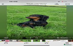 Cocker Spaniel dogs for sale: KC Registered Working Cocker Spaniel Puppies - Image 4