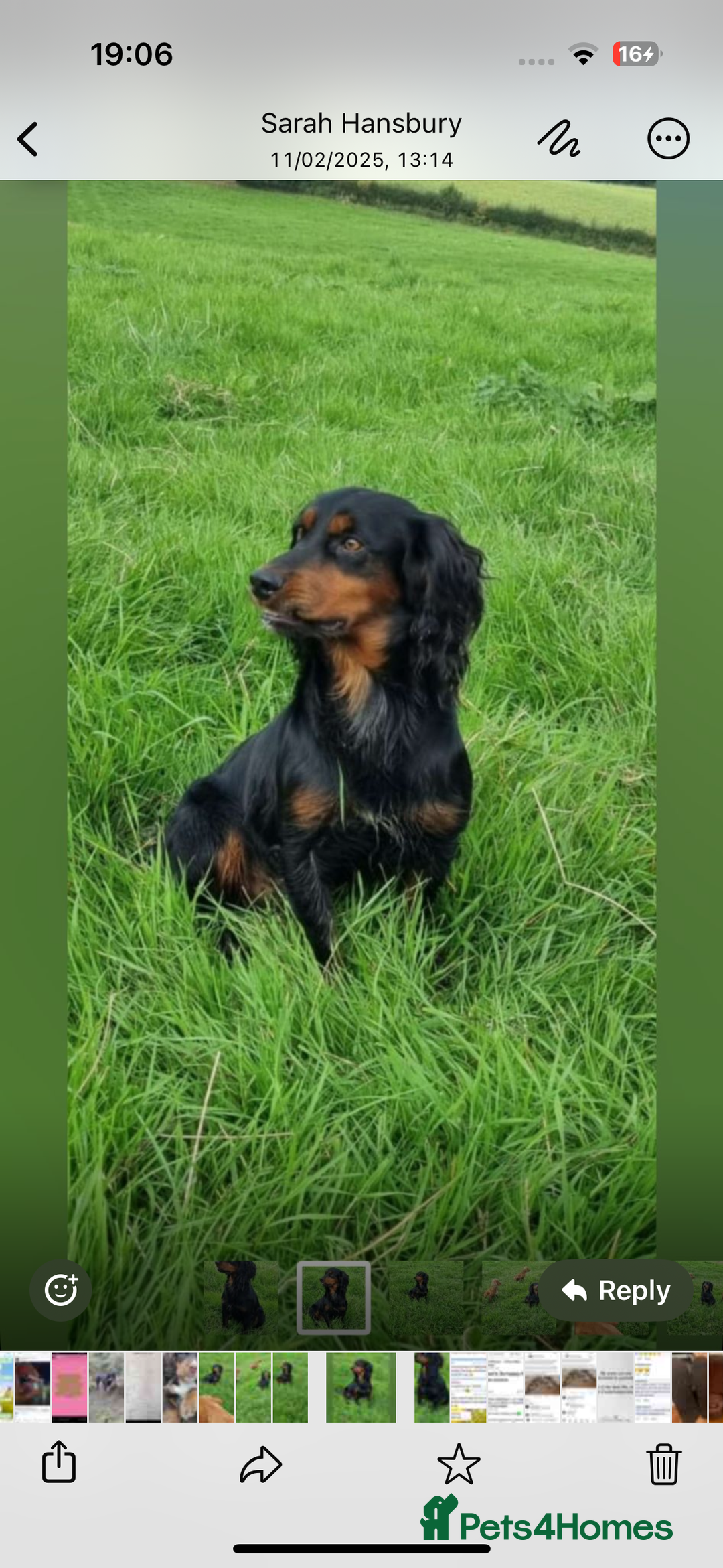 Cocker Spaniel dogs for sale: KC Registered Working Cocker Spaniel Puppies - Image 4