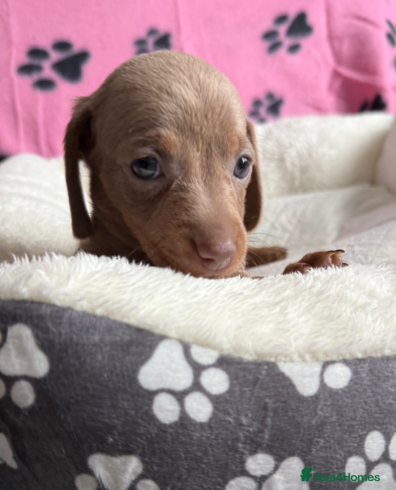 Dachshund dogs Gorgeous litter🌈 - Advert 18