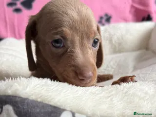 Dachshund dogs Gorgeous litter🌈 - Advert 18