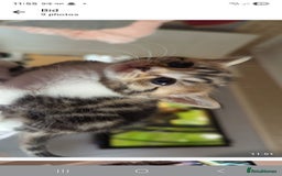 Mixed Breed cats for sale: Beautiful loving,kittens - Image 5