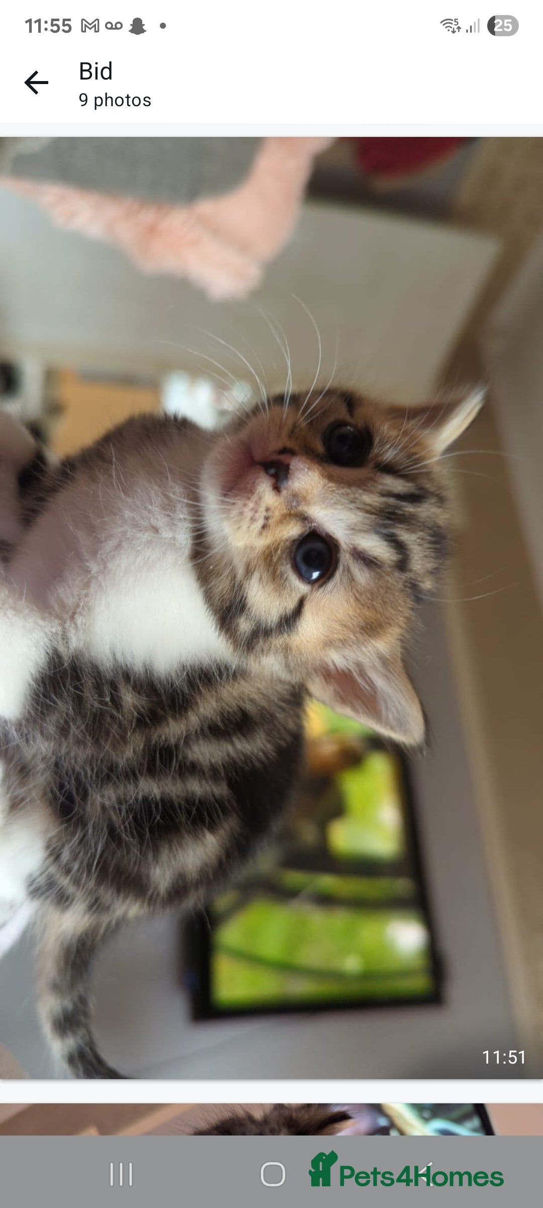 Mixed Breed cats for sale: Beautiful loving,kittens - Image 5