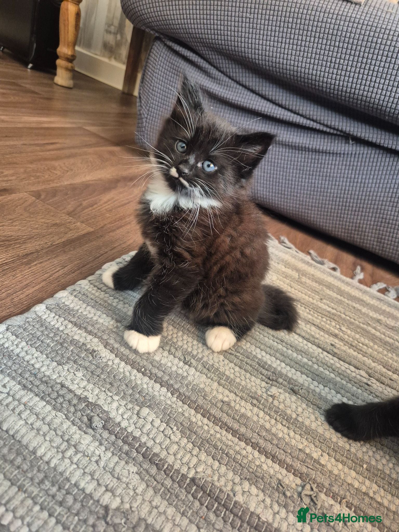 Mixed Breed cats 2 male tabby kittens - Advert 1