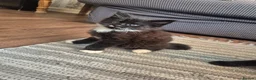Mixed Breed cats for sale: 2 male tabby kittens - Advert 1