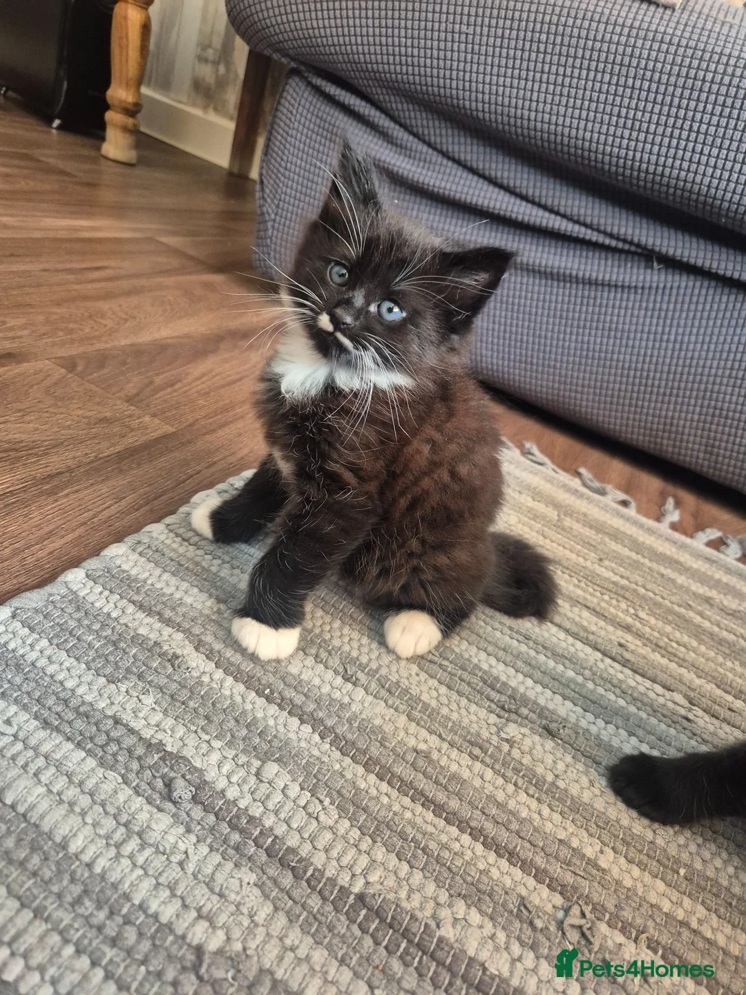 Mixed Breed cats for sale: 2 male tabby kittens - Advert 1