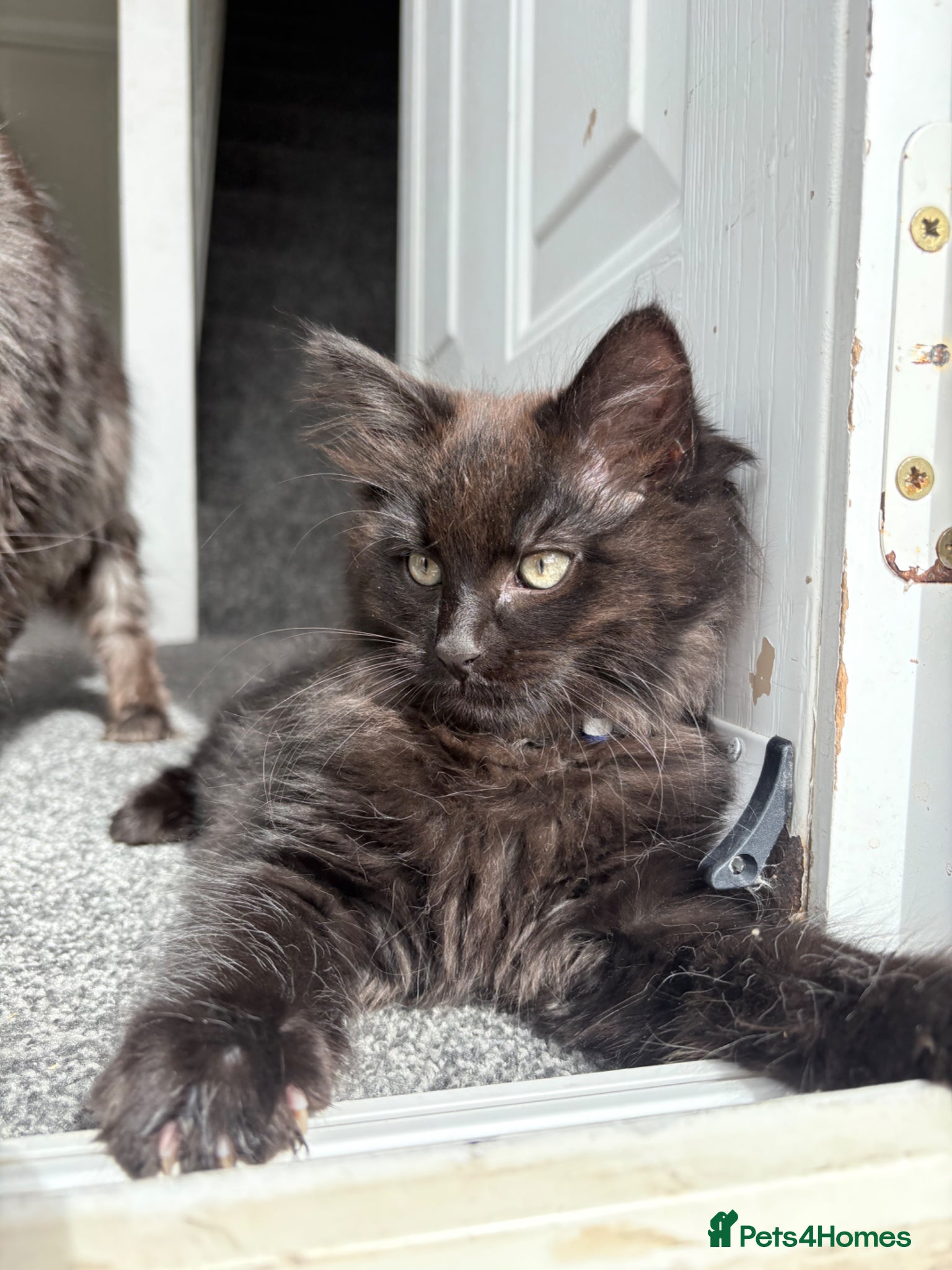 Mixed Breed cats Stunning Maine Coon x Ragdoll Kittens  - Advert 1