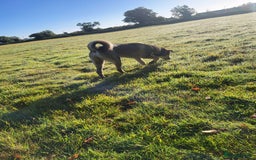 Mixed Breed dogs for sale: Arlo. - Image 5