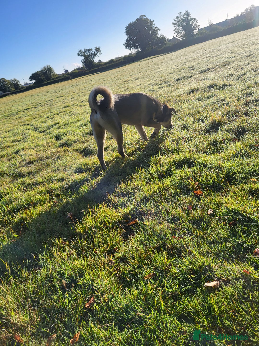 Mixed Breed dogs for sale: Arlo. - Image 5