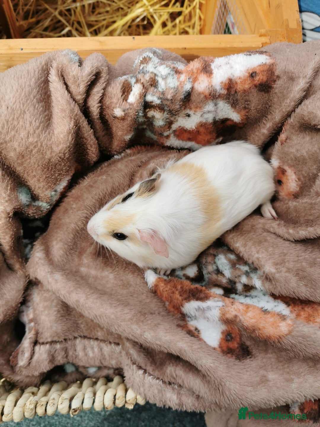 Guinea Pig rodents for sale: Pair of Brother Guinipigs 4 weeks old - Image 9