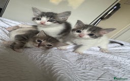 Domestic Shorthair cats for sale: 7 kittens ready 22nd November  - Image 4