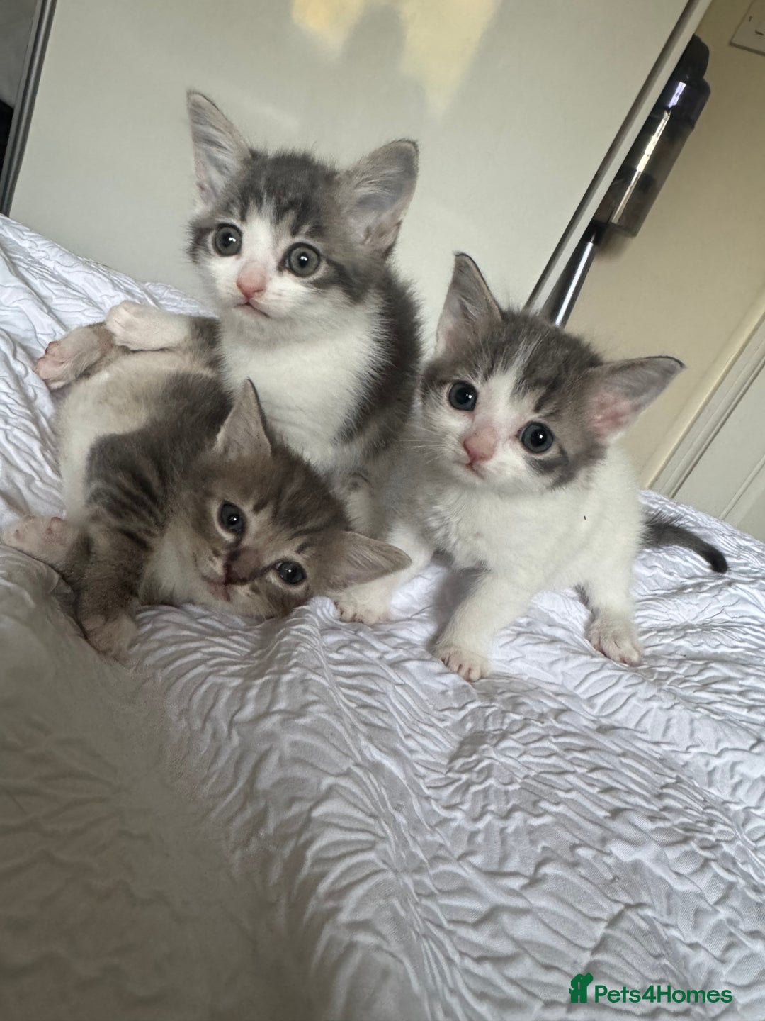 Domestic Shorthair cats for sale: 7 kittens ready 22nd November  - Image 4