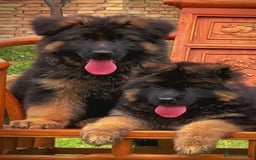German Shepherd dogs for sale: Outstanding German Shepherd Puppies Available 🐾🖤 - Image 1