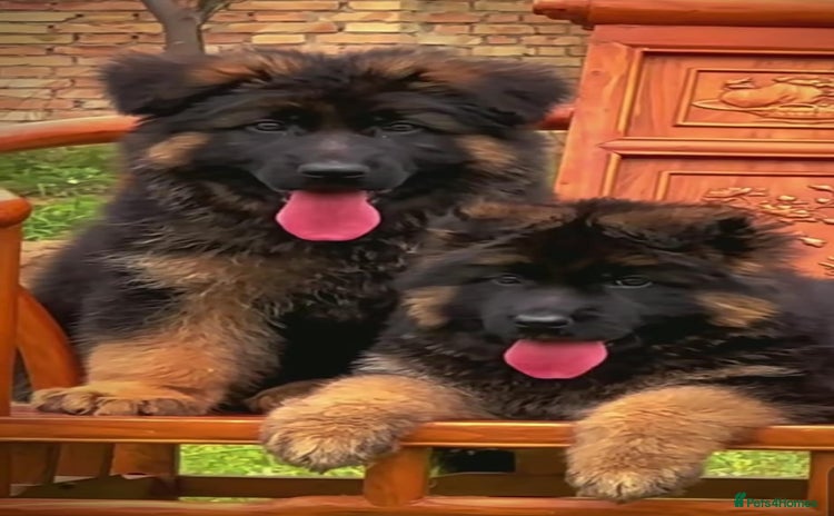 German Shepherd dogs - Advert 5
