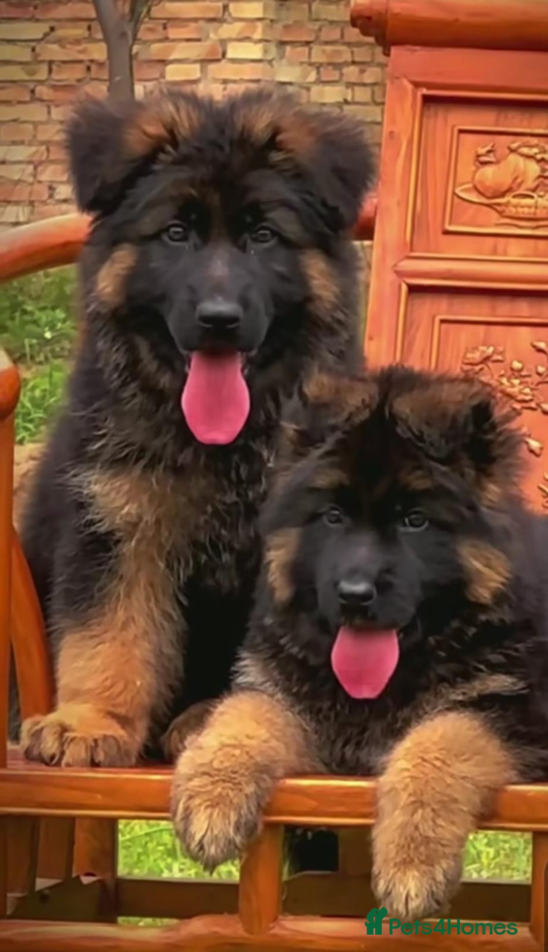German Shepherd dogs for sale: Outstanding German Shepherd Puppies Available 🐾🖤 - Image 1