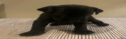 Labrador Retriever dogs for sale: Stunning KC Registered Working Labrador Puppies   in Daventry - Advert 6