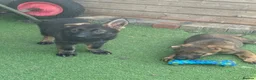German Shepherd dogs for sale: Exceptional KC Reg Czech Working Line GSD Puppies - Advert 24