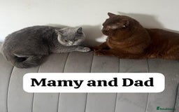 British Shorthair cats for sale: Beautiful BSH kittens in West London - Image 7