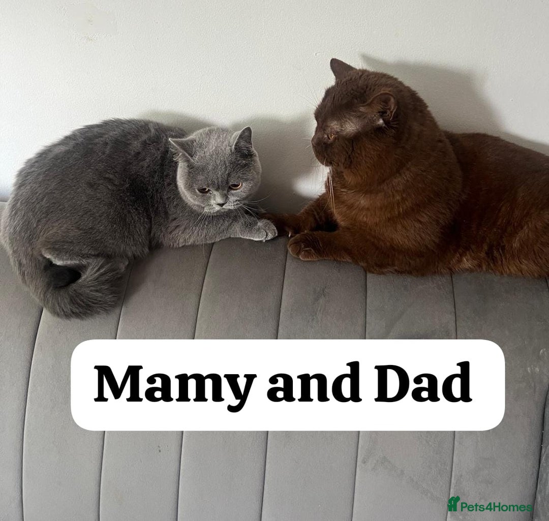British Shorthair cats for sale: Beautiful BSH kittens in West London - Image 7