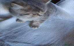 British Shorthair cats for sale: Male British short hair  - Image 4