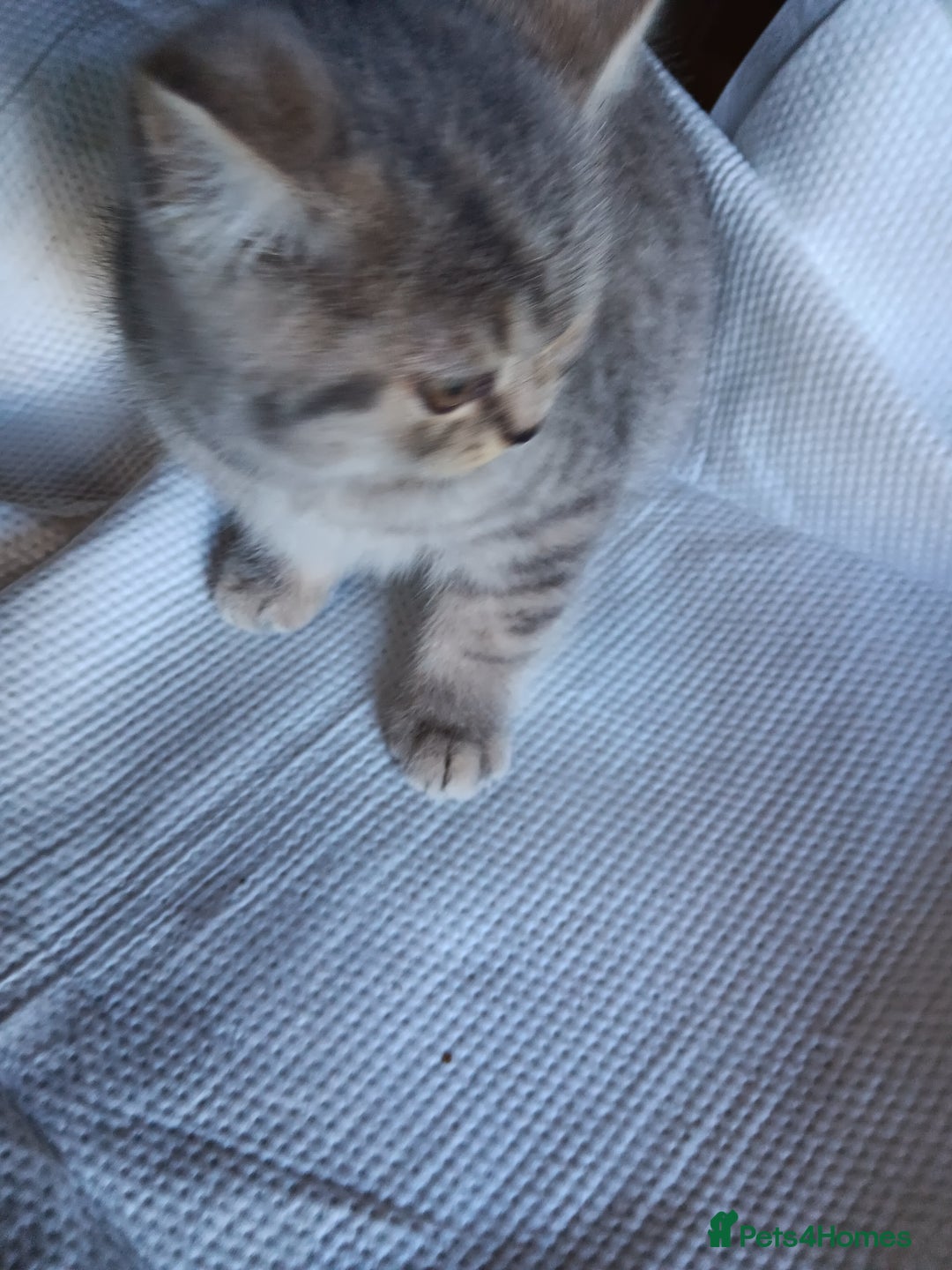 British Shorthair cats for sale: Male British short hair  - Image 4