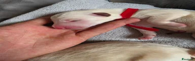 ❤️ Puppy 3 – Female – 380g – White (Red Collar) – 12:20pm