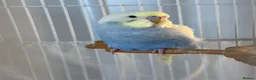 Budgerigars birds for sale: Beautiful Blue budgerigar  in Folkestone - Advert 2