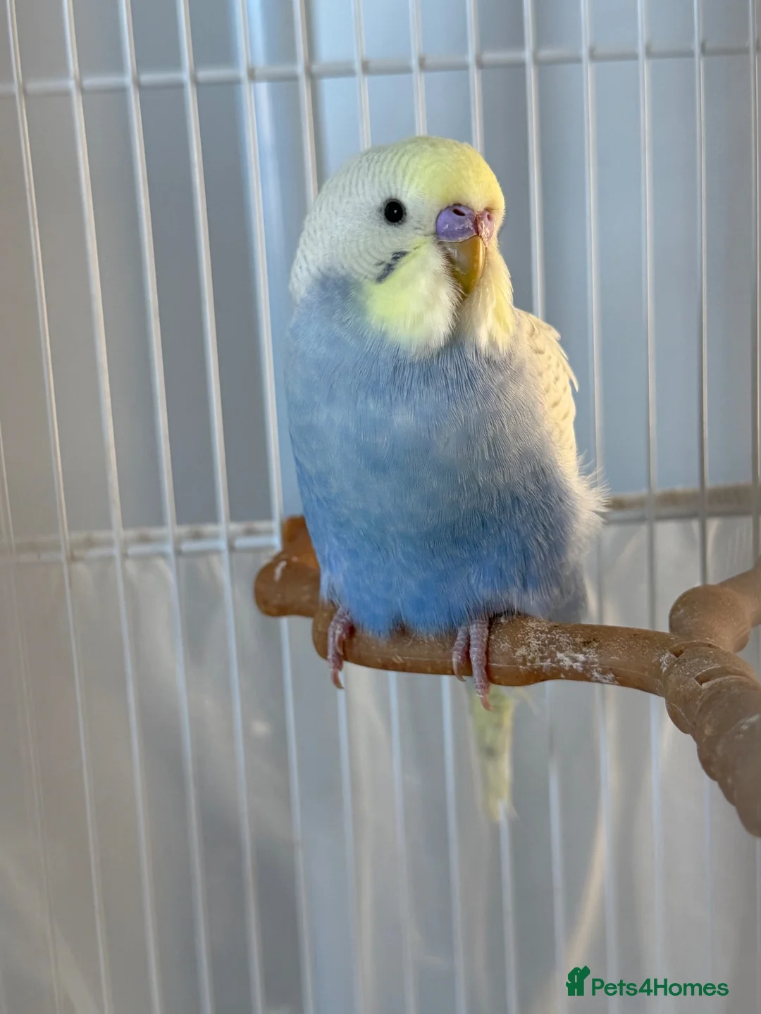Budgerigars birds for sale: Beautiful Blue budgerigar  in Folkestone - Advert 2