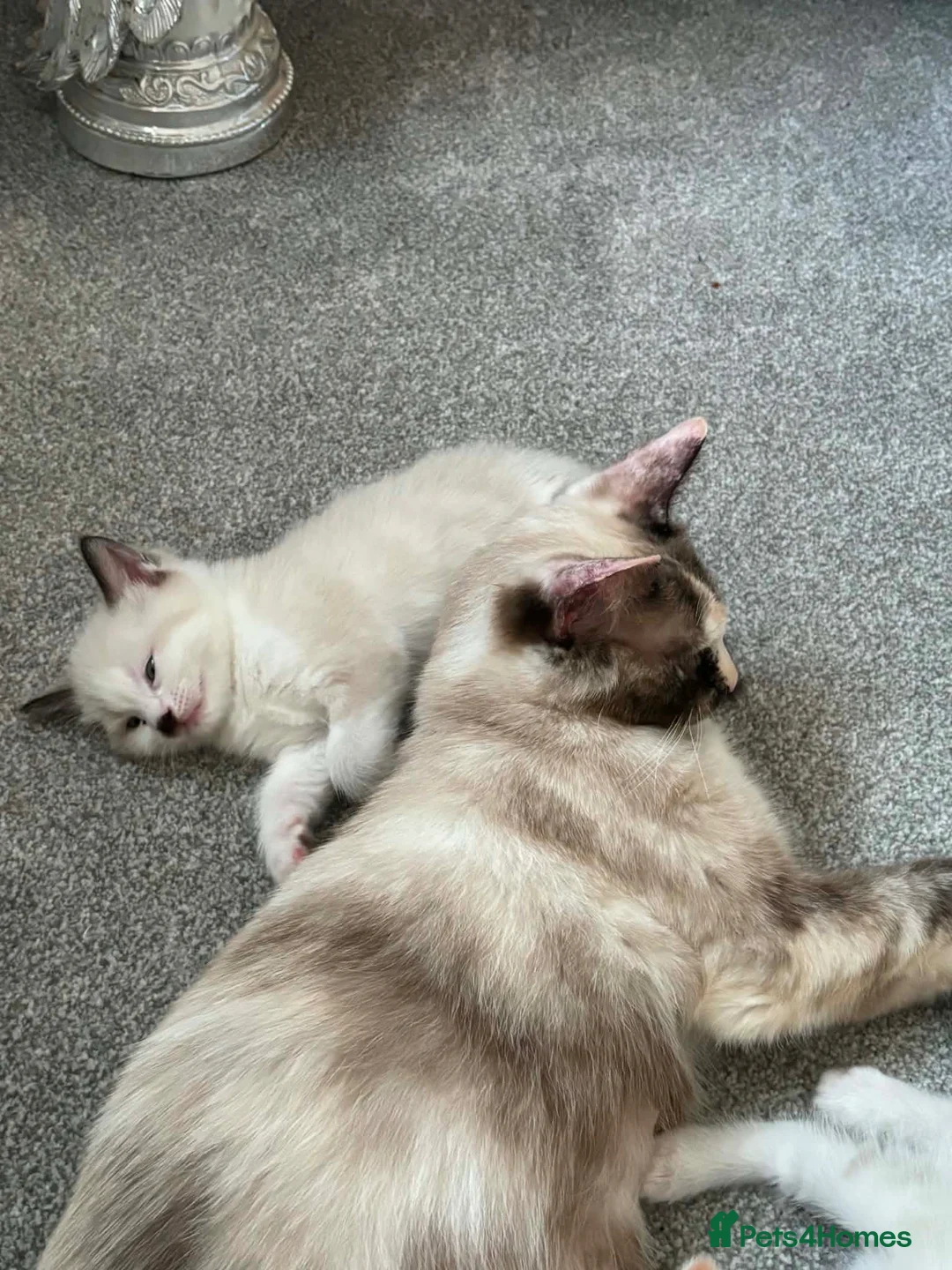 Mixed Breed cats for sale: Beautiful ragdoll x kittens - Advert 5