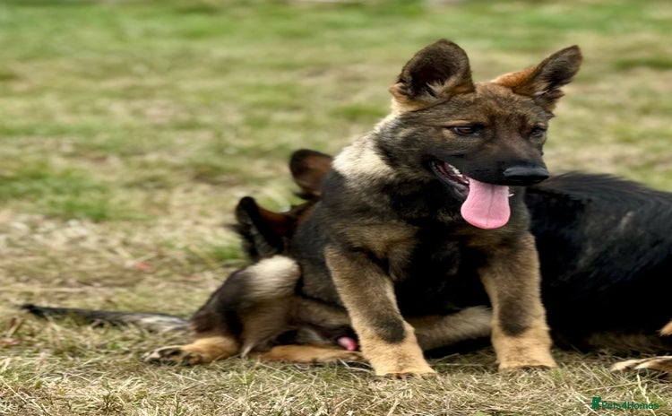 German Shepherd dogs in Sturminster Newton - Advert 1