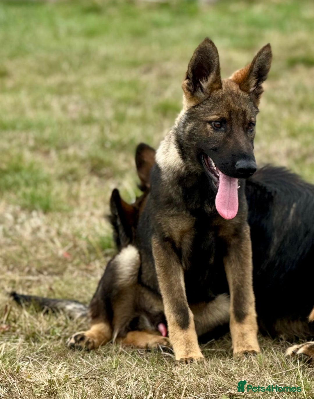 German Shepherd dogs for sale: Awesome Male Kennel Club Reg’d GSD Pup in Sturminster Newton - Image 1