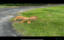 Mixed Breed dogs for sale: Milo  - Image 1