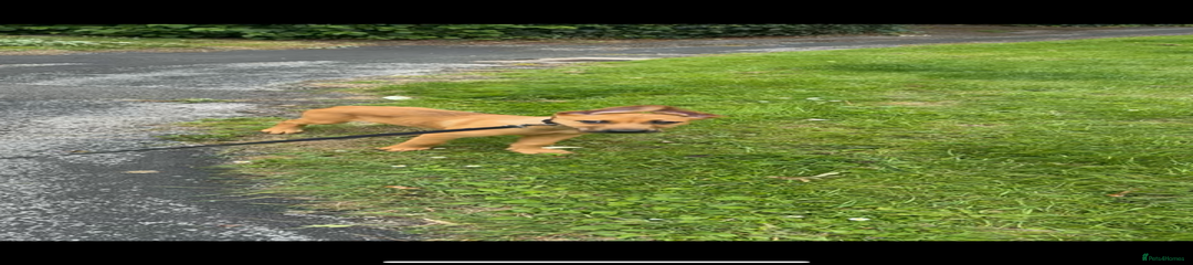 Mixed Breed Puppy 1