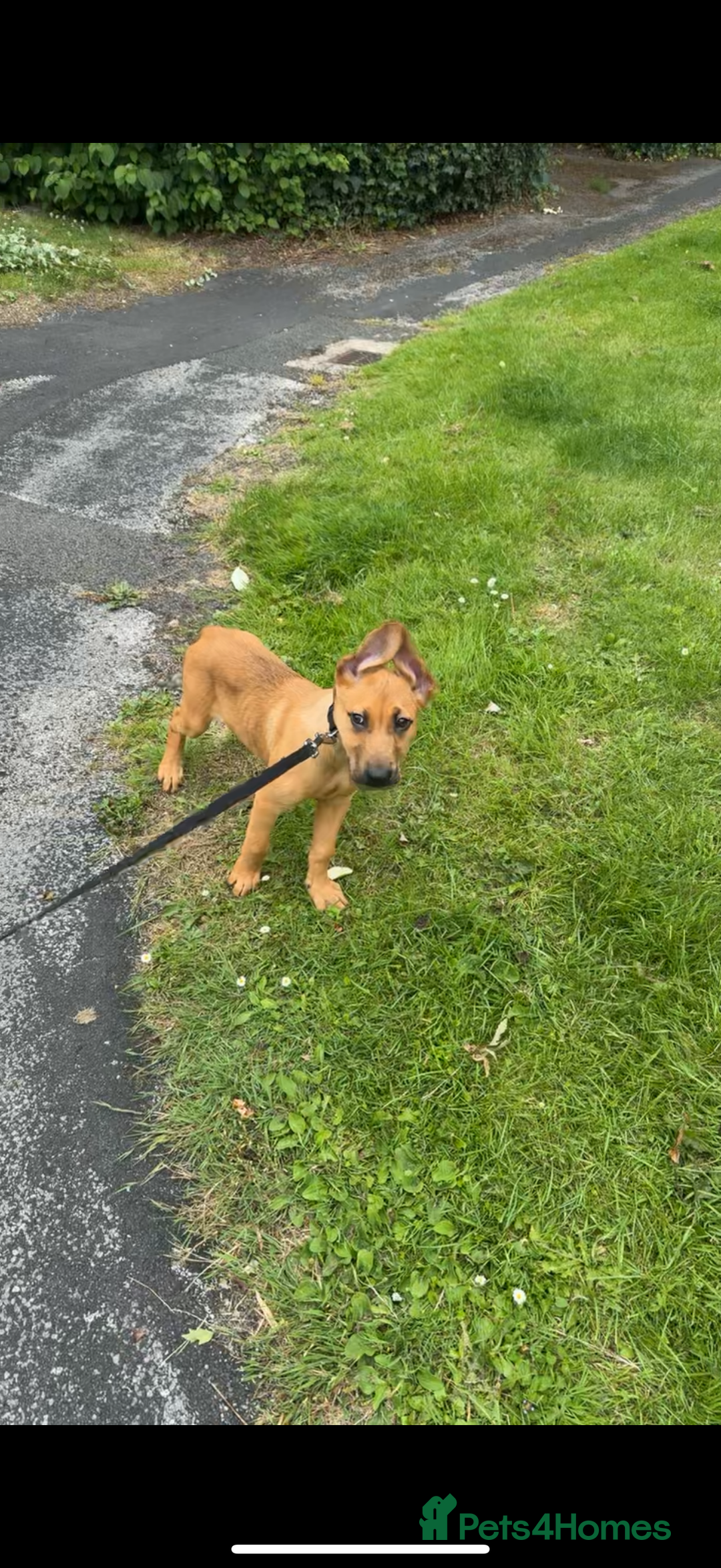 Mixed Breed dogs for sale: Milo  - Image 1