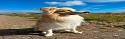 Border Collie dogs for sale: Exceptional, health tested, KC registered puppies - Advert 21