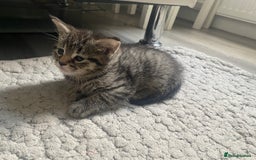 Mixed Breed cats for sale: Sweet Little Kittens Searching for Forever Home - Image 12
