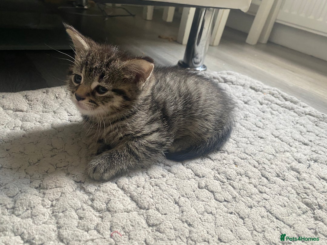 Mixed Breed cats for sale: Sweet Little Kittens Searching for Forever Home - Image 12