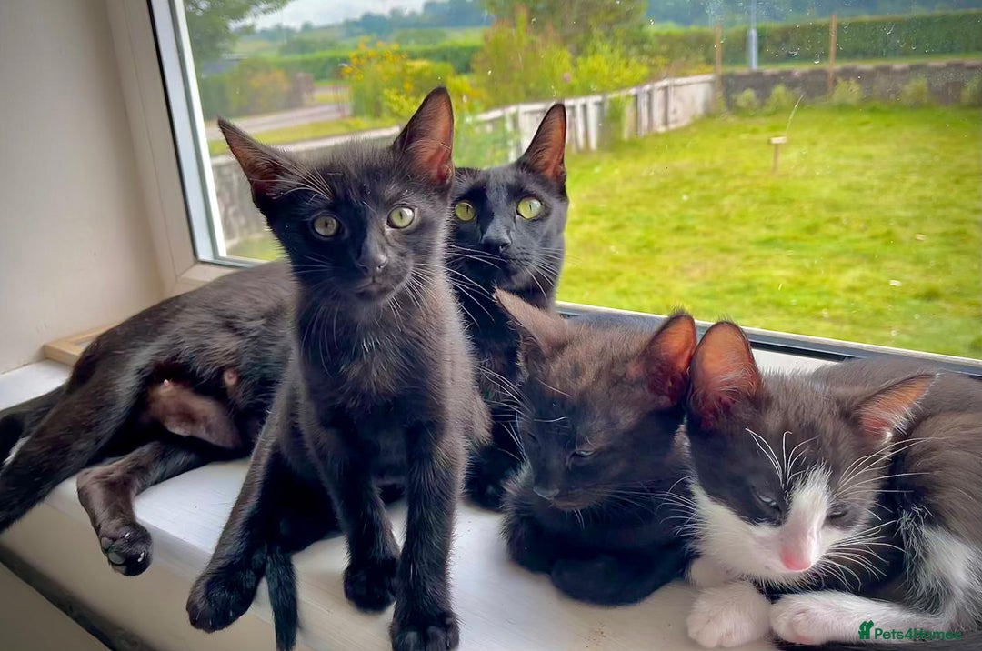 Mixed Breed cats for sale: Gorgeous 9-Week-Old Kittens  - Image 2