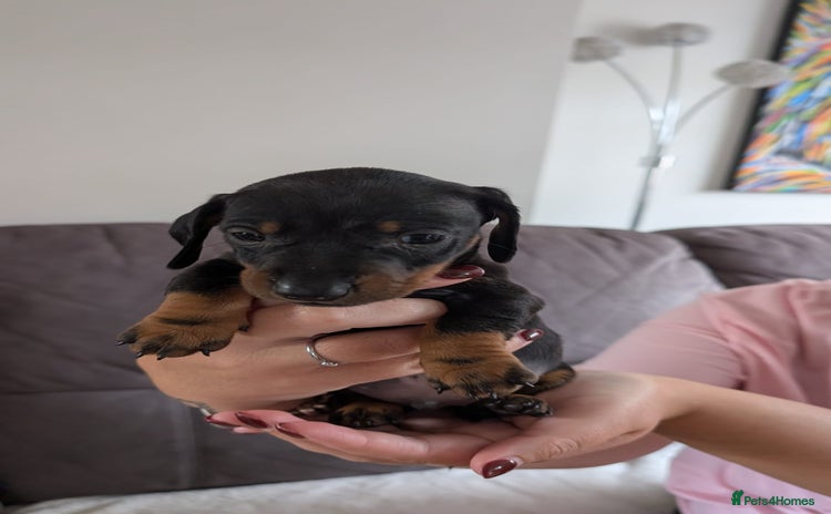 Miniature Dachshund dogs - Advert 16