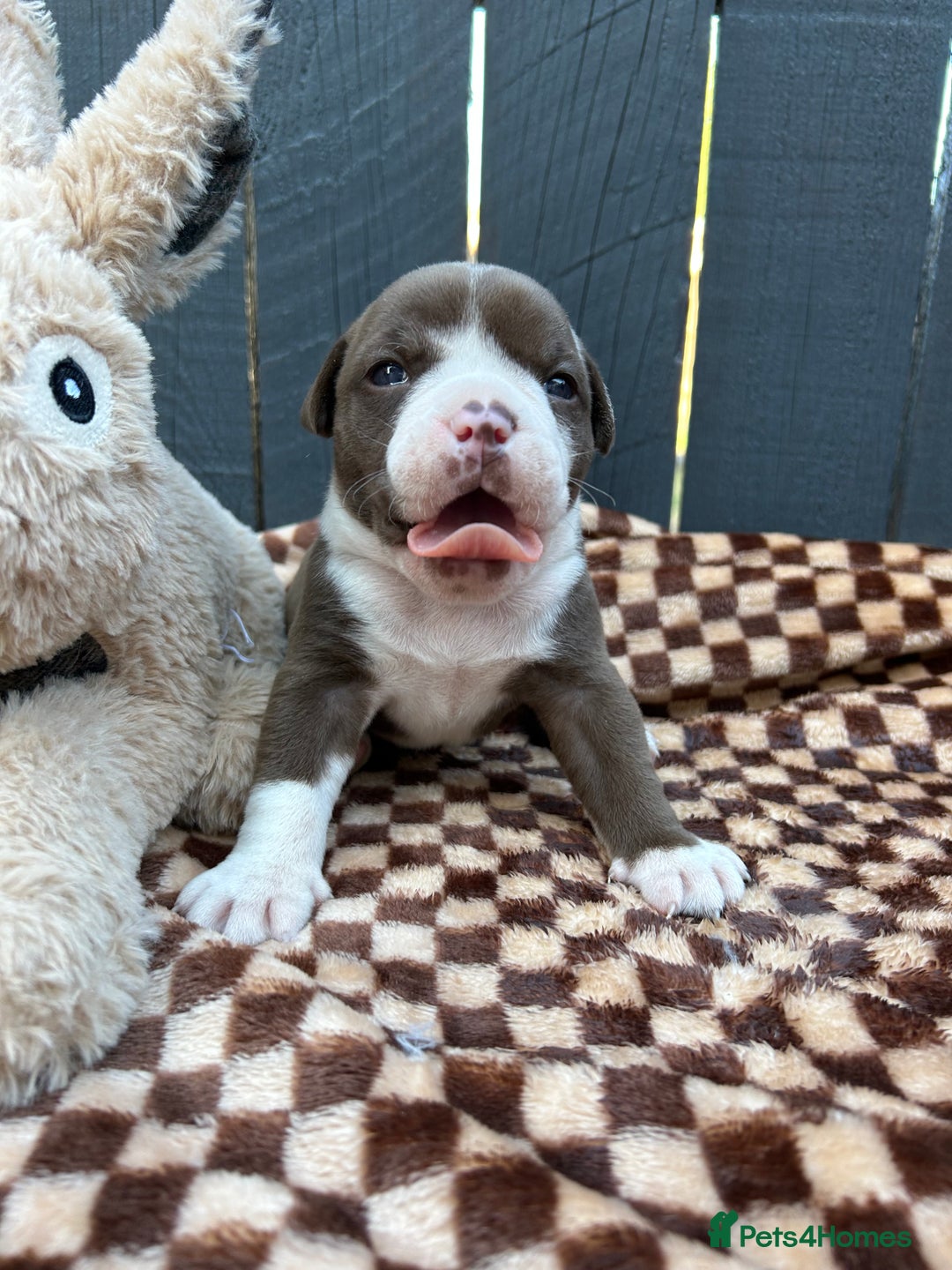 Olde English Bulldogge dogs for sale: MUST SEE OLDE ENGLISH PUPPIES!!  - Image 27