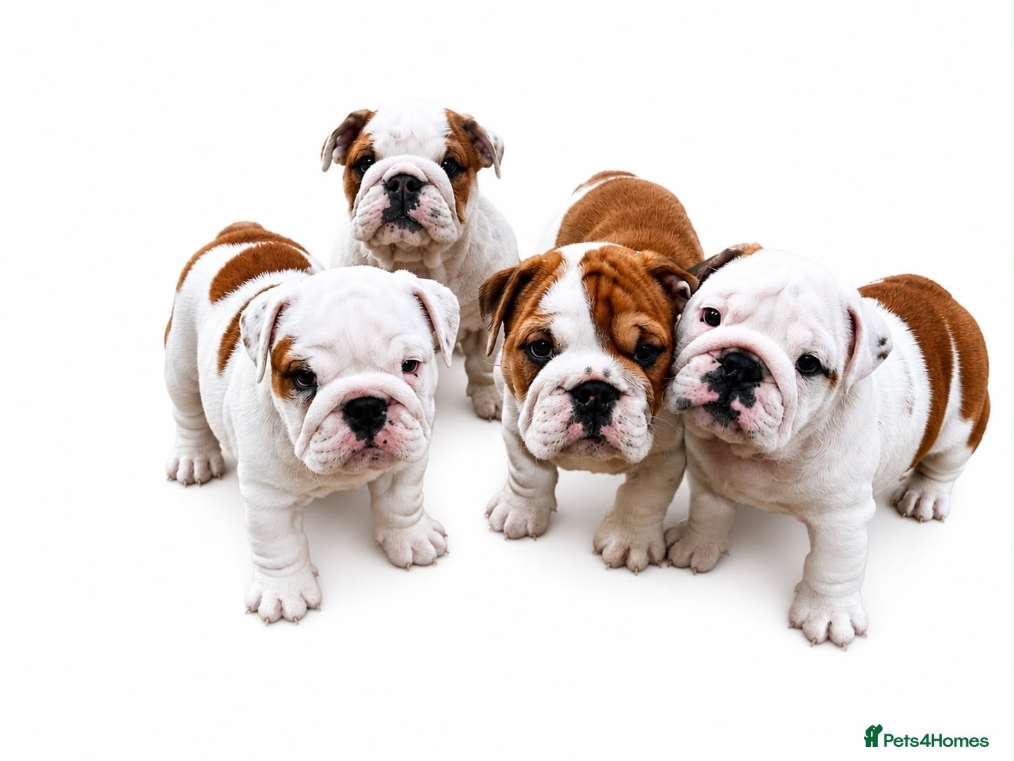 English Bulldog dogs Quality English bulldog puppies - Advert 1