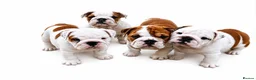 English Bulldog dogs for sale: Quality English bulldog puppies in Skegness - Advert 1