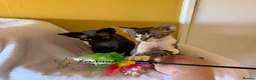 Devon Rex cats for sale: 2 girls available soon  - Advert 2