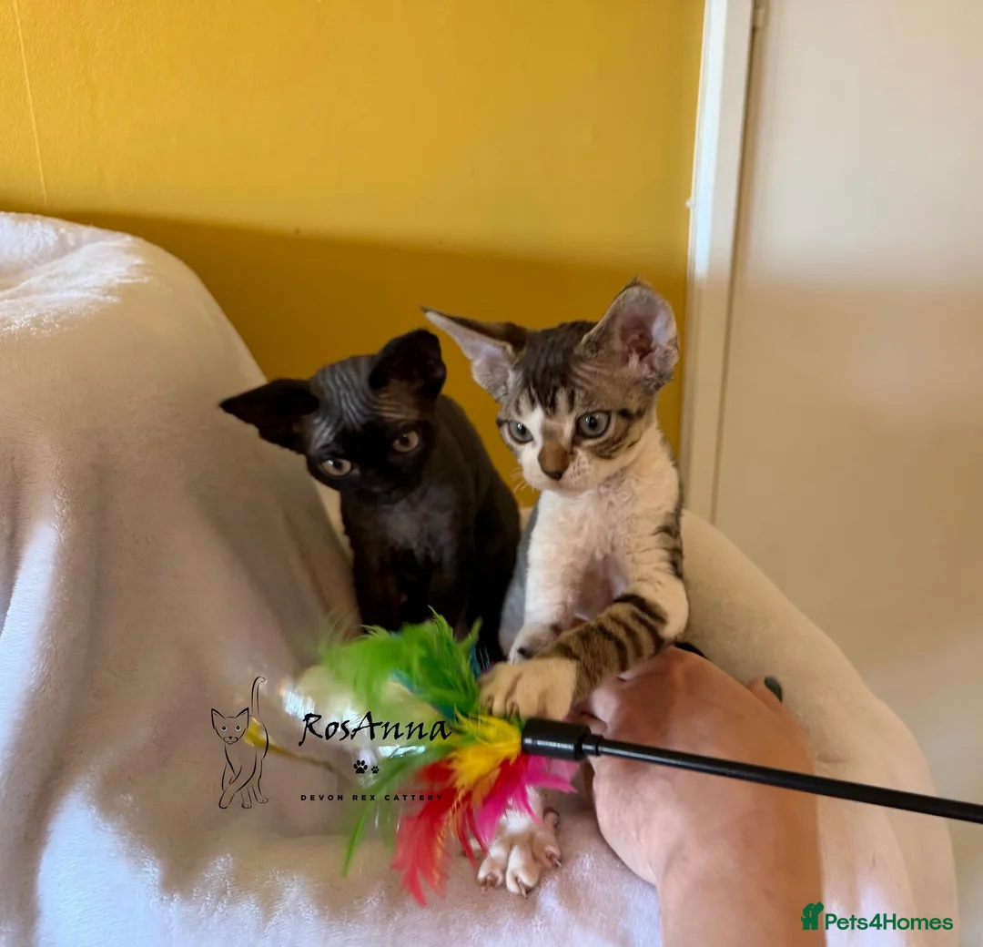Devon Rex cats for sale: 2 girls available soon  - Advert 2