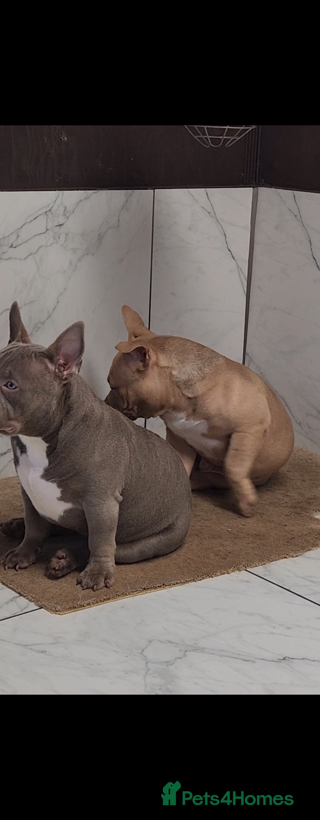 American Bully dogs for sale: American Bully female/ male with extreme future  - Image 10