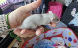 Rat rodents for sale: male and female rats for sale - Image 11