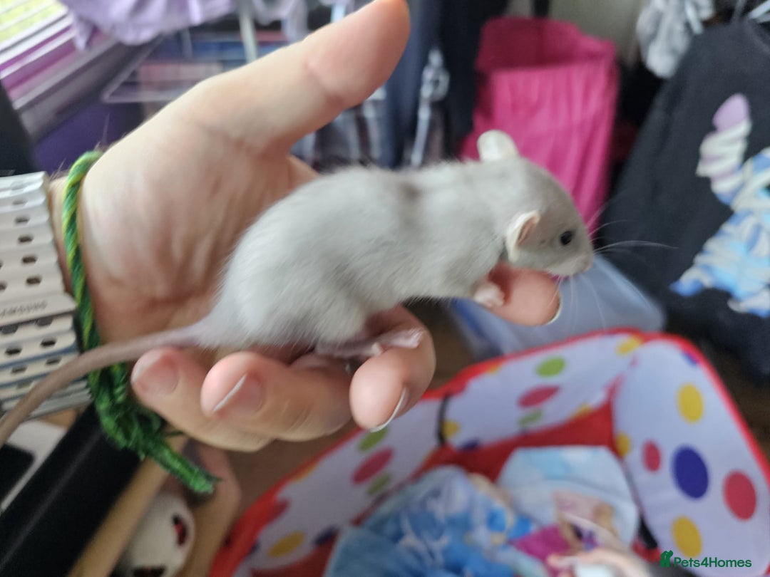 Rat rodents for sale: male and female rats for sale - Image 11