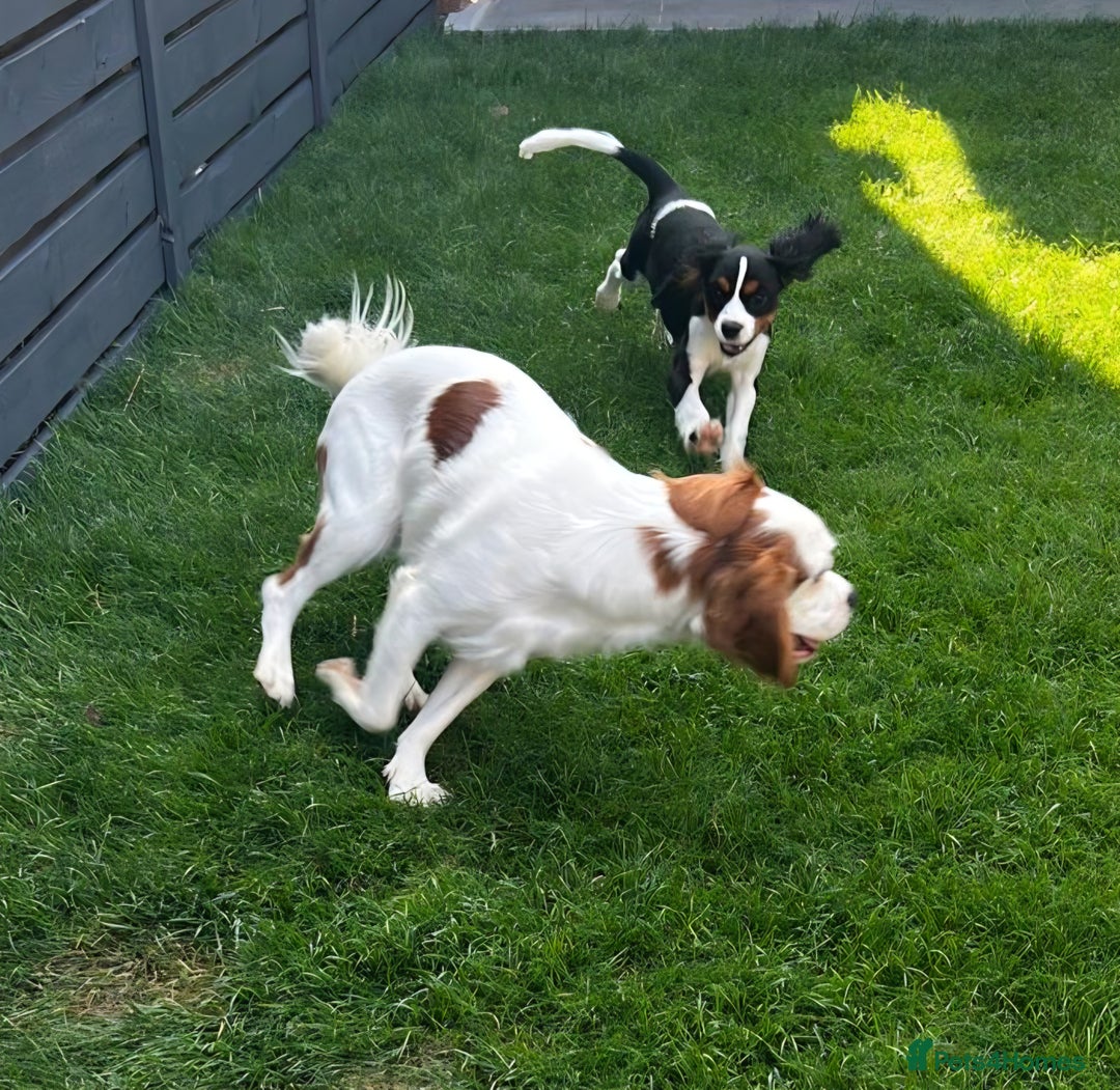 Cavalier King Charles Spaniel dogs for sale: Cavalier King Charles Spaniel - cuteness overload - Advert 12