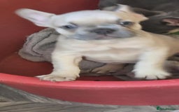French Bulldog dogs for sale: French bulldog Izabella  - Image 1