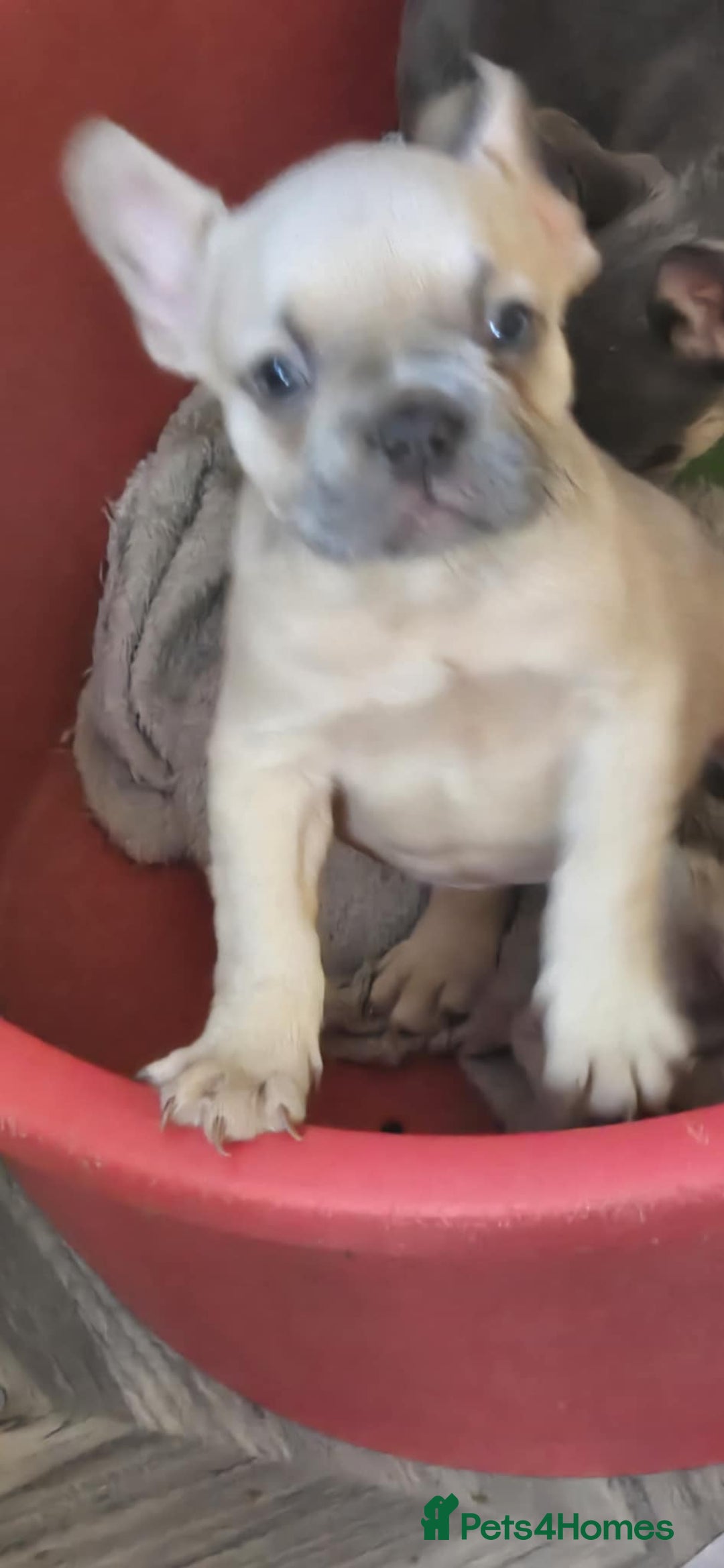 French Bulldog dogs for sale: French bulldog Izabella  - Image 1