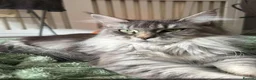 Maine Coon cats for sale: 2 main coon kittens available🐱 - Advert 1